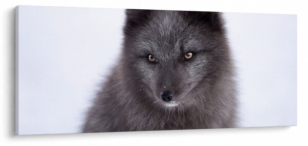 Tablou cu vulpe polară (120x50 cm)