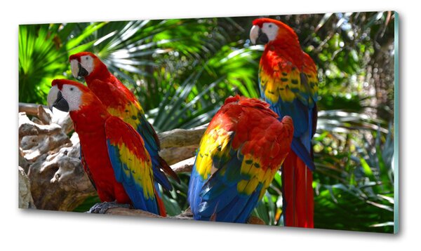 Panou sticlă bucătărie papagali Macaws