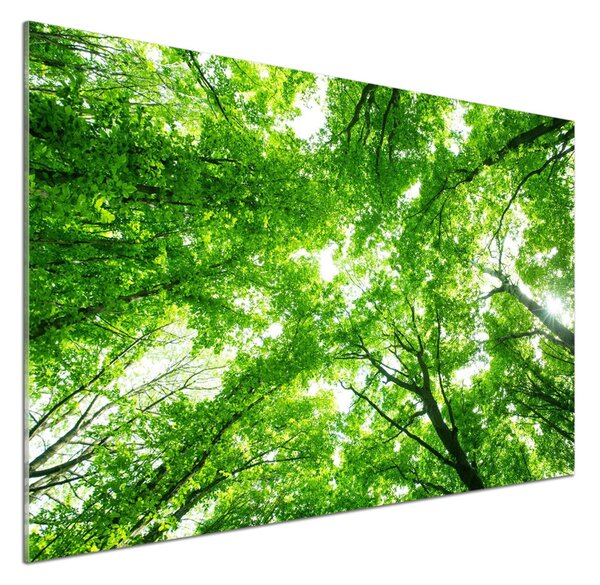 Sticlă pentru bucătărie Pădure verde