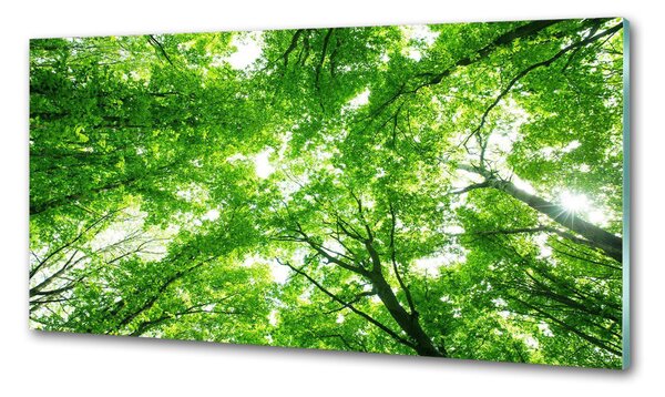Sticlă pentru bucătărie Pădure verde