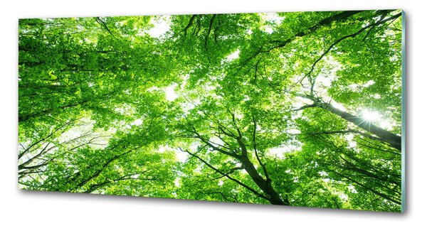 Sticlă pentru bucătărie Pădure verde