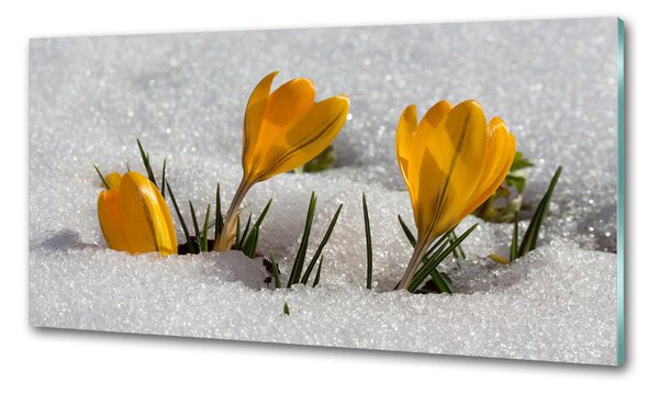 Sticlă bucătărie Crocus în zăpadă