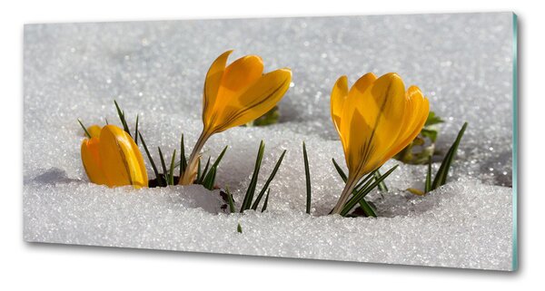 Sticlă bucătărie Crocus în zăpadă