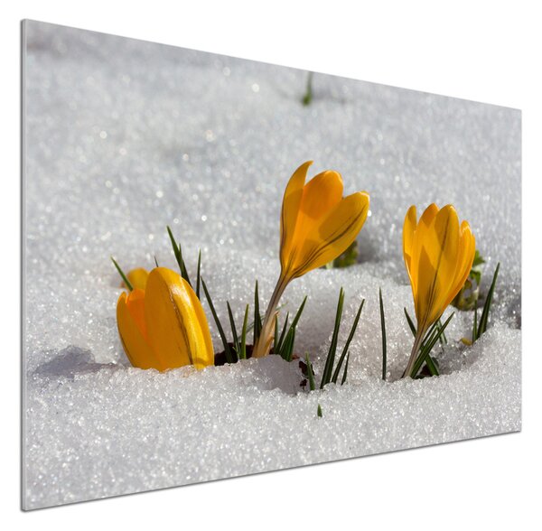 Sticlă bucătărie Crocus în zăpadă