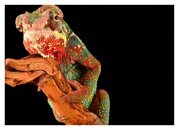 Tablou cu cameleon pe creangă (70x50 cm)