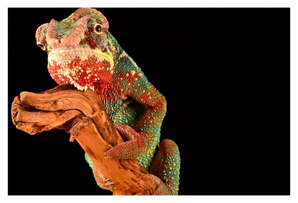 Tablou cu cameleon pe creangă (90x60 cm)