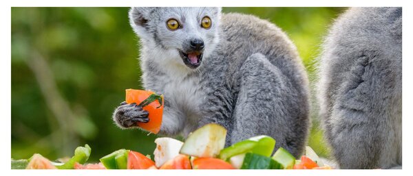 Tablou cu lemur (120x50 cm)
