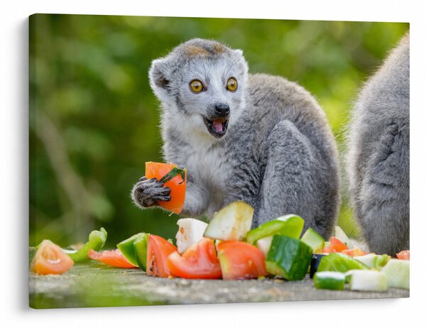 Tablou cu lemur (70x50 cm)