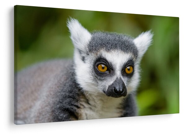 Tablou cu lemur (90x60 cm)