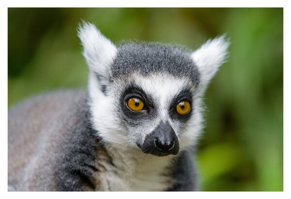 Tablou cu lemur (90x60 cm)