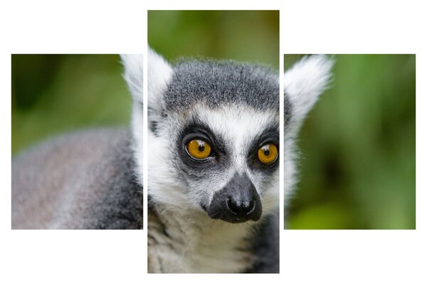 Tablou cu lemur (90x60 cm)