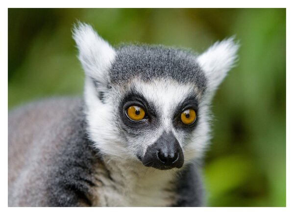 Tablou cu lemur (70x50 cm)