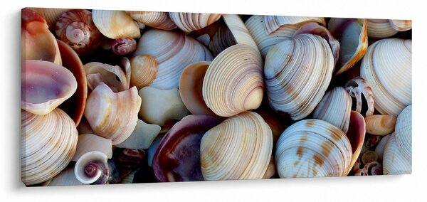 Tablou cu scoici (120x50 cm)
