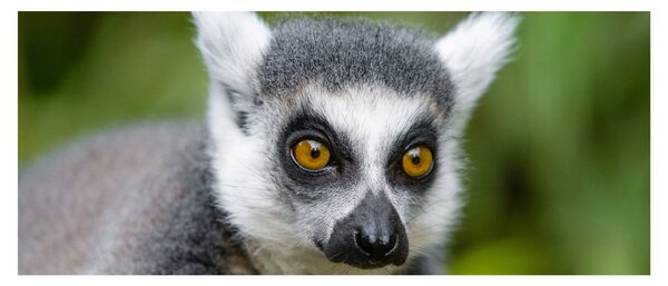 Tablou cu lemur (120x50 cm)