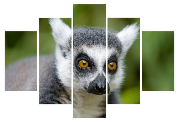 Tablou cu lemur (150x105 cm)