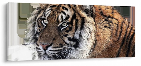 Tablou cu tigrul (120x50 cm)