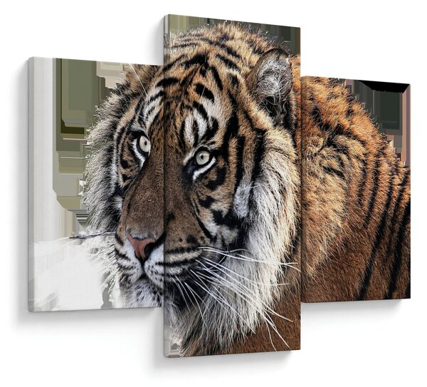 Tablou cu tigrul (90x60 cm)