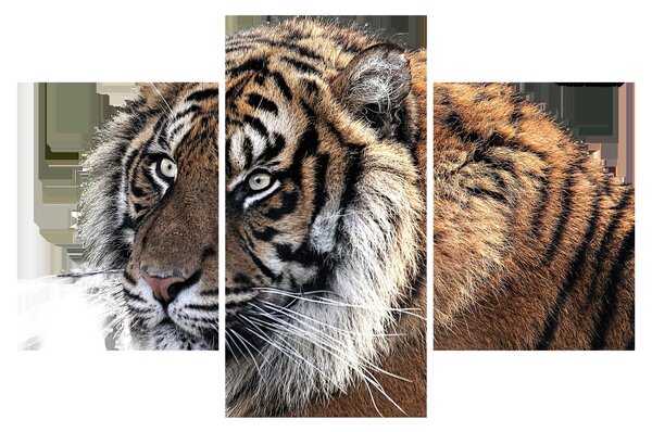 Tablou cu tigrul (90x60 cm)