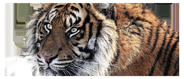 Tablou cu tigrul (120x50 cm)