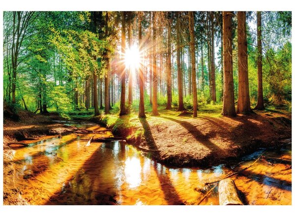 Fototapet pădure ca din basm