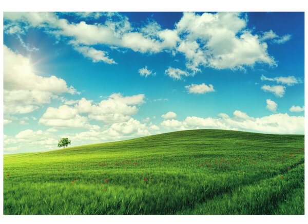 Fototapet ziua minunată pe luncă