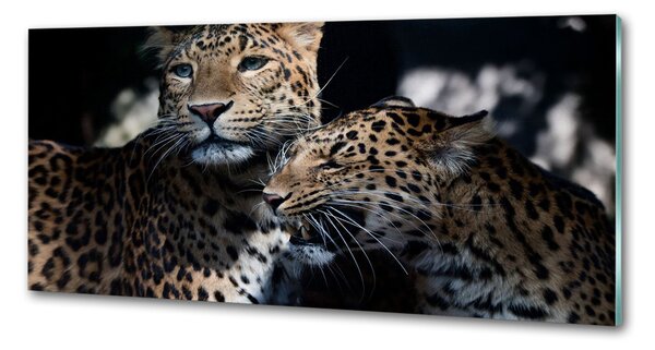 Sticlă printata bucătărie doi leoparzi