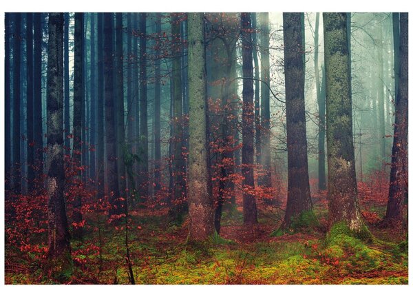 Fototapet secretul pădurii