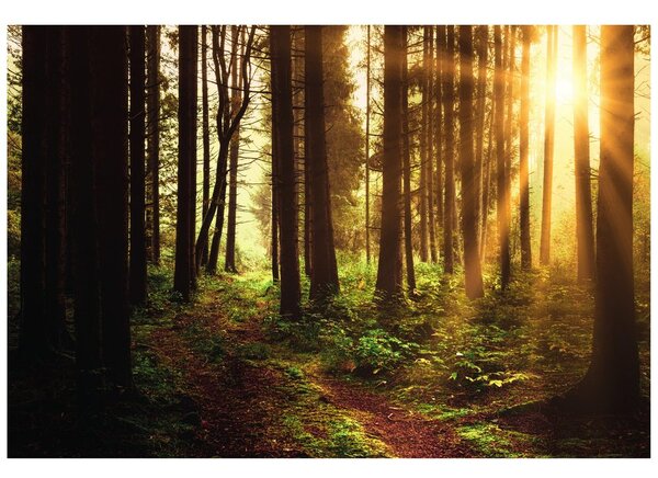 Fototapet pădure luminată de soare