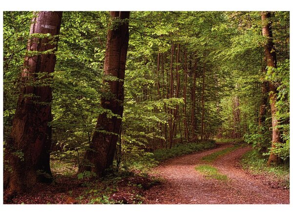 Fototapet pădure verde