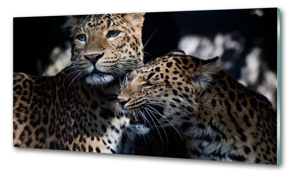 Sticlă printata bucătărie doi leoparzi