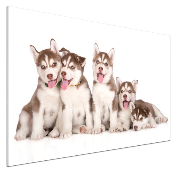 Sticlă pentru bucătărie catelusi Husky