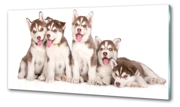Sticlă pentru bucătărie catelusi Husky