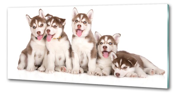 Sticlă pentru bucătărie catelusi Husky