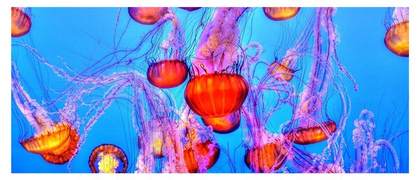 Tablou cu meduse în mare (120x50 cm)
