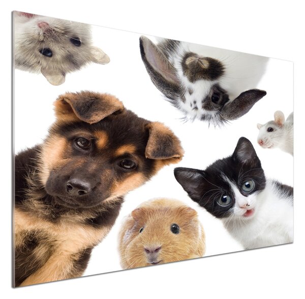 Sticlă bucătărie Animale de companie