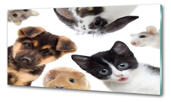 Sticlă bucătărie Animale de companie