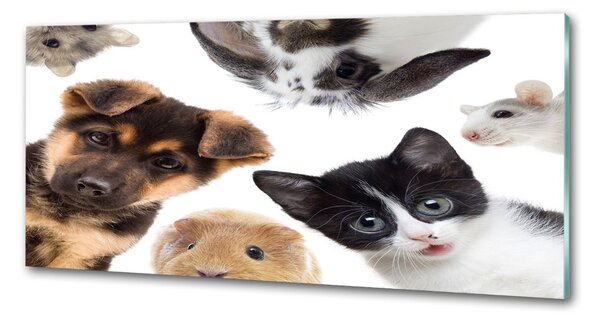 Sticlă bucătărie Animale de companie
