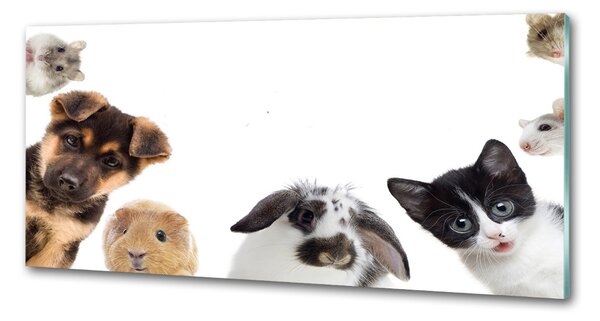 Sticlă pentru bucătărie Animale de companie