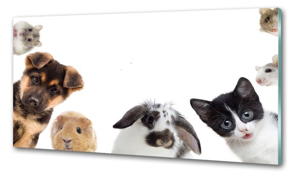 Sticlă pentru bucătărie Animale de companie