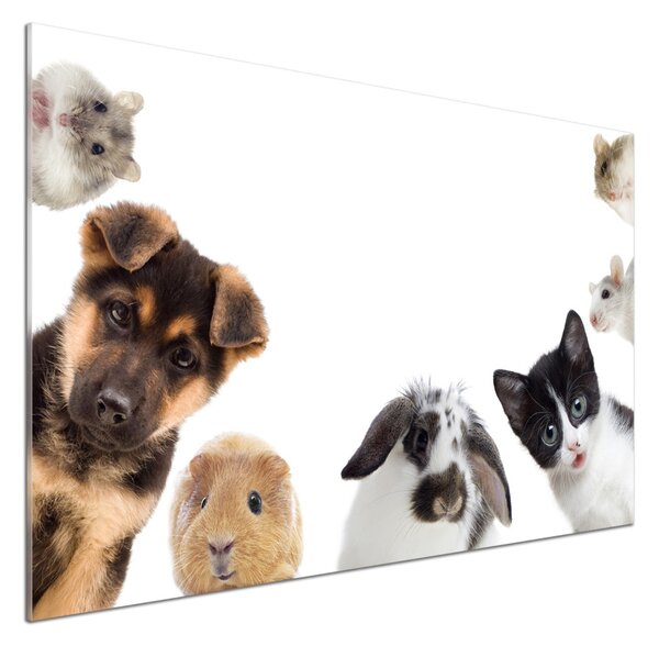Sticlă pentru bucătărie Animale de companie