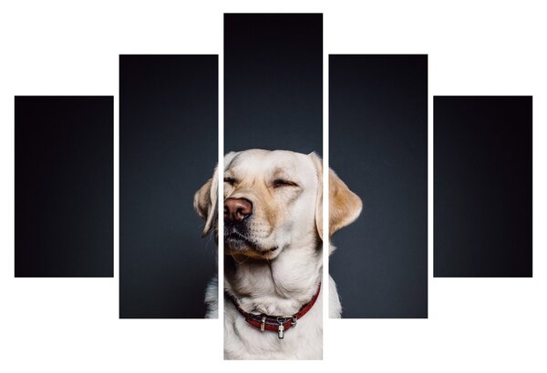 Tablou cu labrador (150x105 cm)