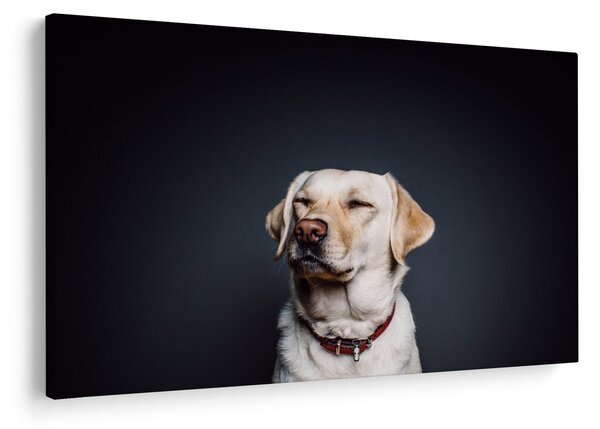 Tablou cu labrador (90x60 cm)