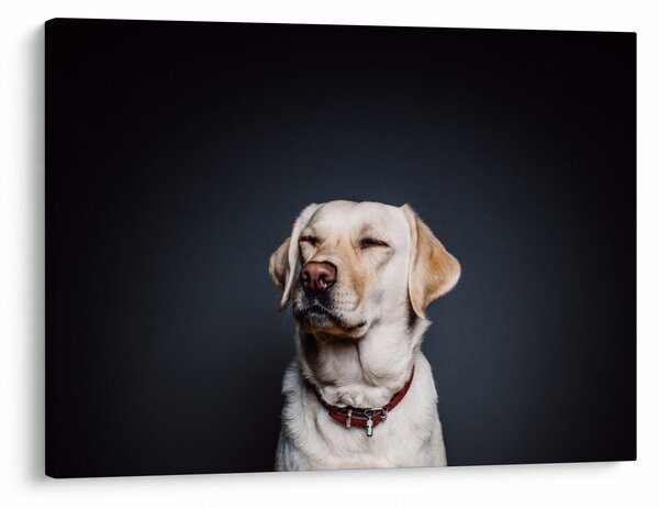 Tablou cu labrador (70x50 cm)