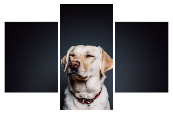 Tablou cu labrador (90x60 cm)