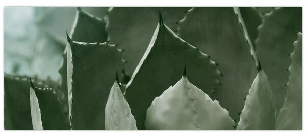 Tablou - Agave verde (120x50 cm)
