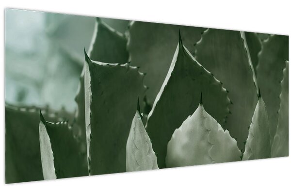 Tablou - Agave verde (120x50 cm)