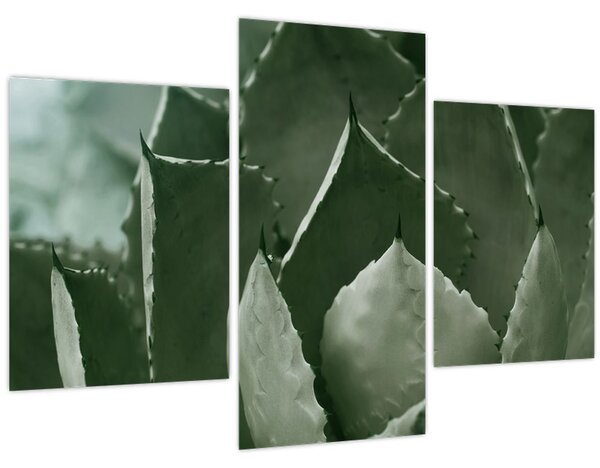 Tablou - Agave verde (90x60 cm)