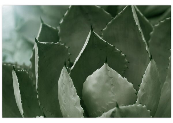 Tablou - Agave verde (90x60 cm)