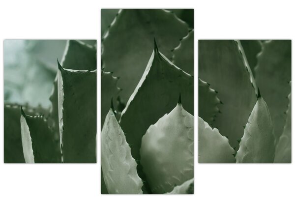 Tablou - Agave verde (90x60 cm)