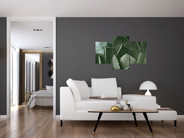Tablou - Agave verde (90x60 cm)